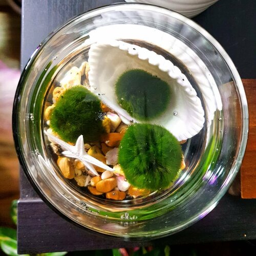 Кладофора шаровидная 5-8см - 3 штуки