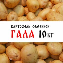Семенной картофель сорт "Гала" 10кг, клубни, 1я репродукция