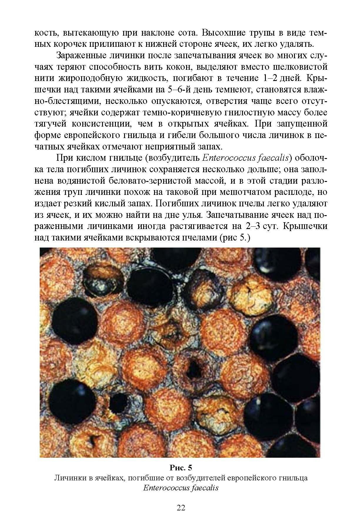 Болезни и вредители медоносных пчел - фото №5