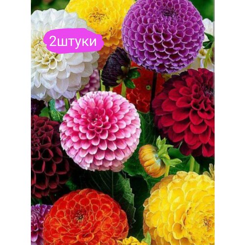 розовый, белый, оранжевый, микс, красный, желтый