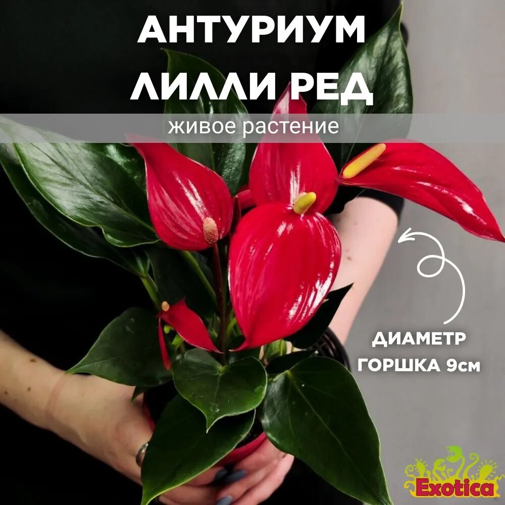 фото Антуриум Лилли Ред (Anthurium Lilli Red) D9см