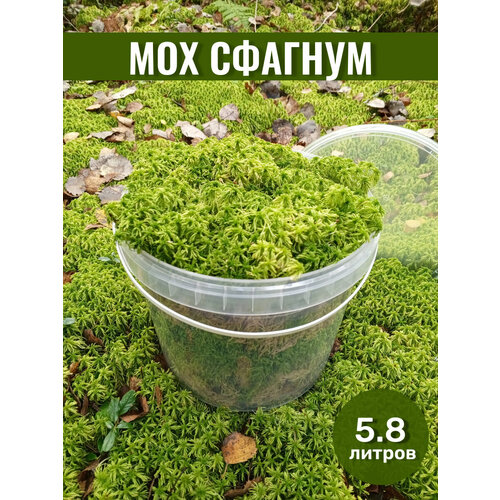 Мох сфагнум свежий лесной для улиток и орхидей 5,8л
