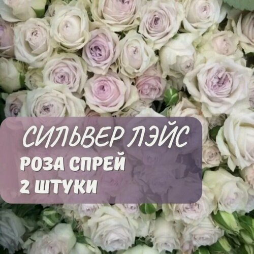 Изображение товара Роза спрей Сильвер Лэйс, многолетняя, морозостойкая, высотой 60 см, 1