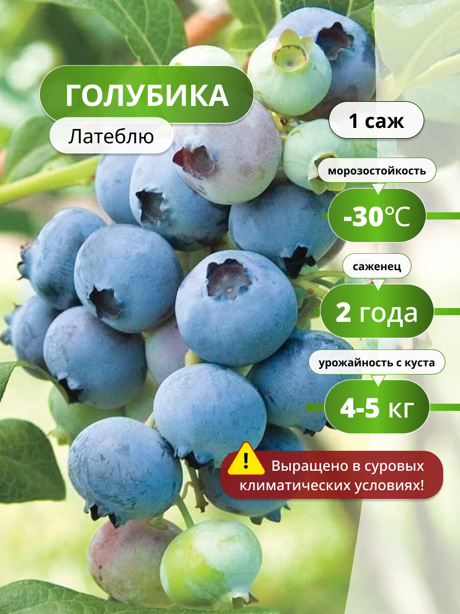Саженец голубики 