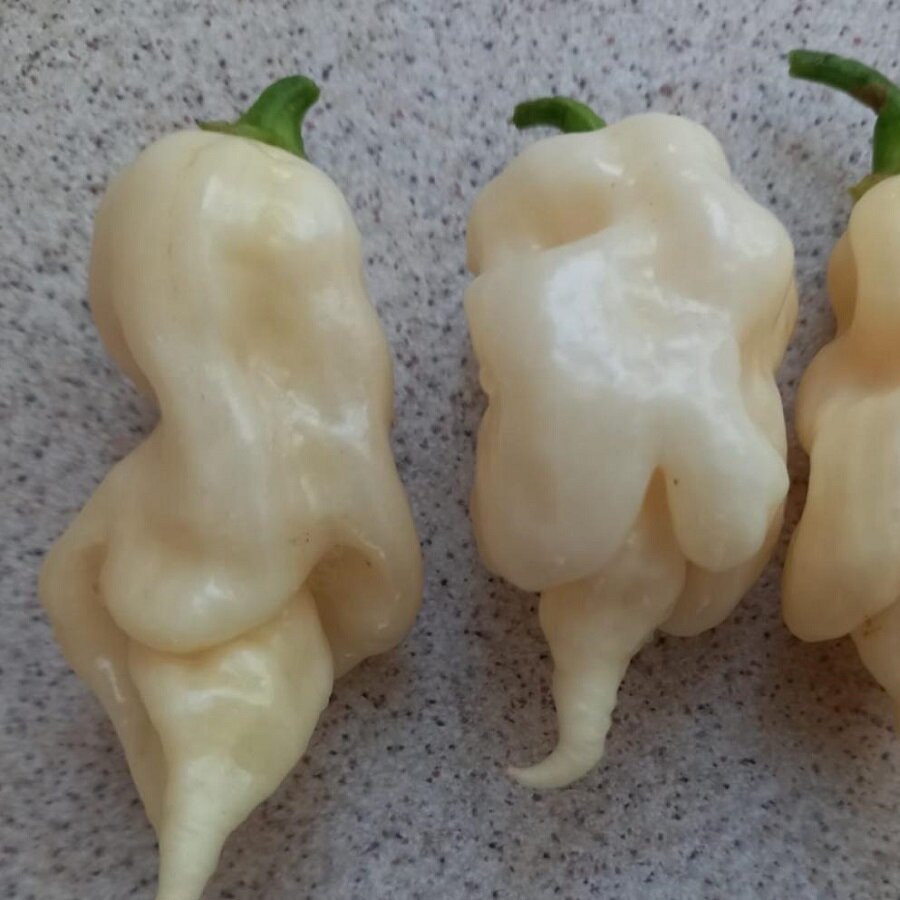 Семена Орешка Перец острый Trinidad Scorpion Ivory R 5 ШТ