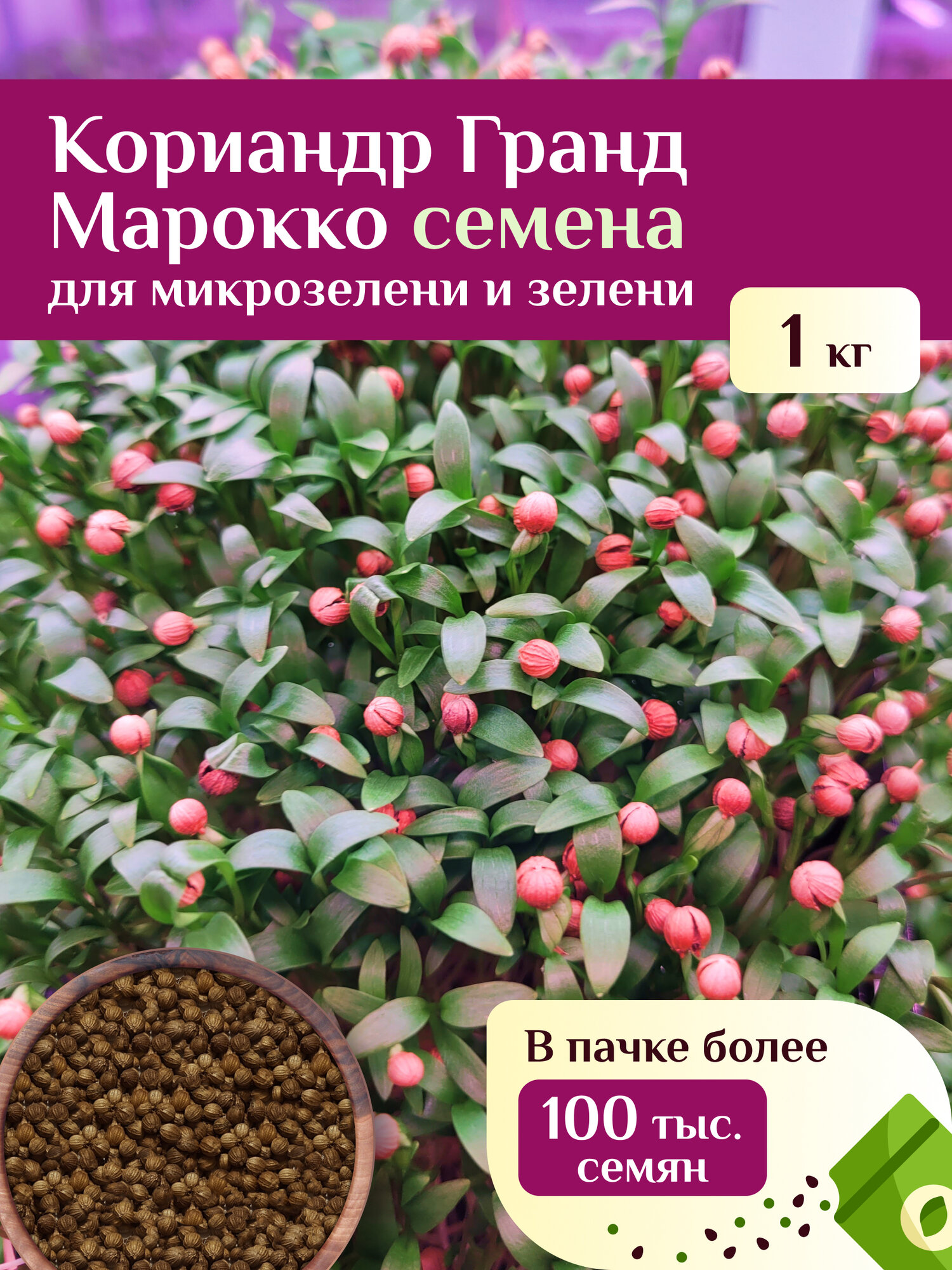 Кориандр Гранд Марокко семена для микрозелени и зелени Ильинские проростки 1кг