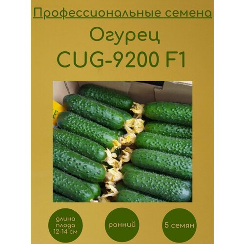 Огурец CUG-9200 F1 (Хорс F1) 5 семян