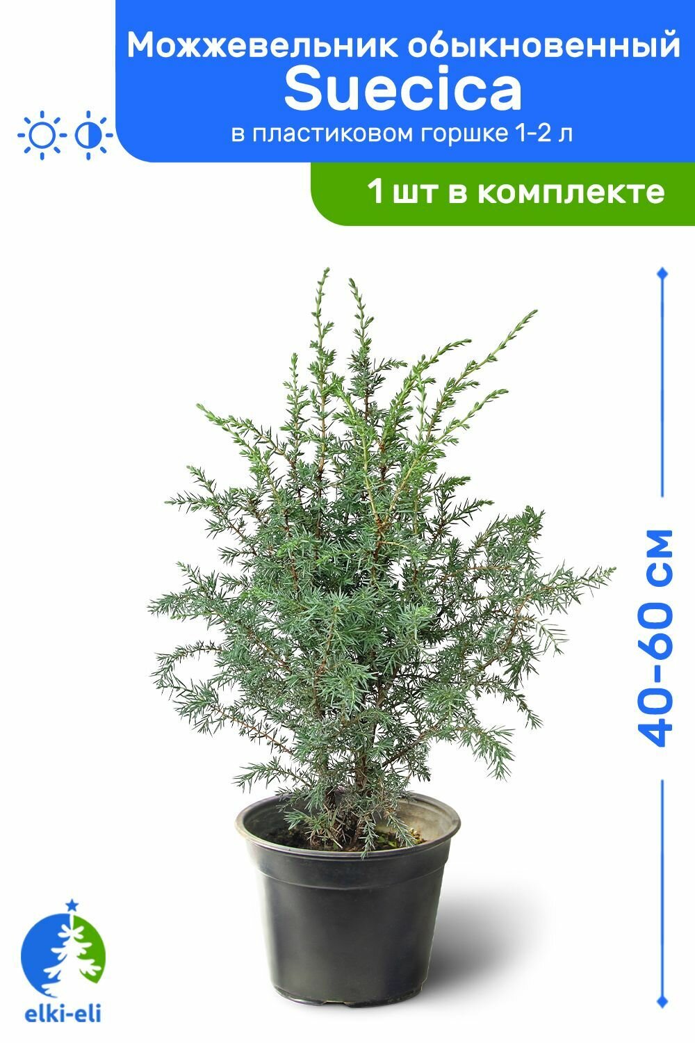 Можжевельник обыкновенный Suecica (Суецика) 40-60 см в пластиковом горшке 1-2 л, саженец, хвойное живое растение
