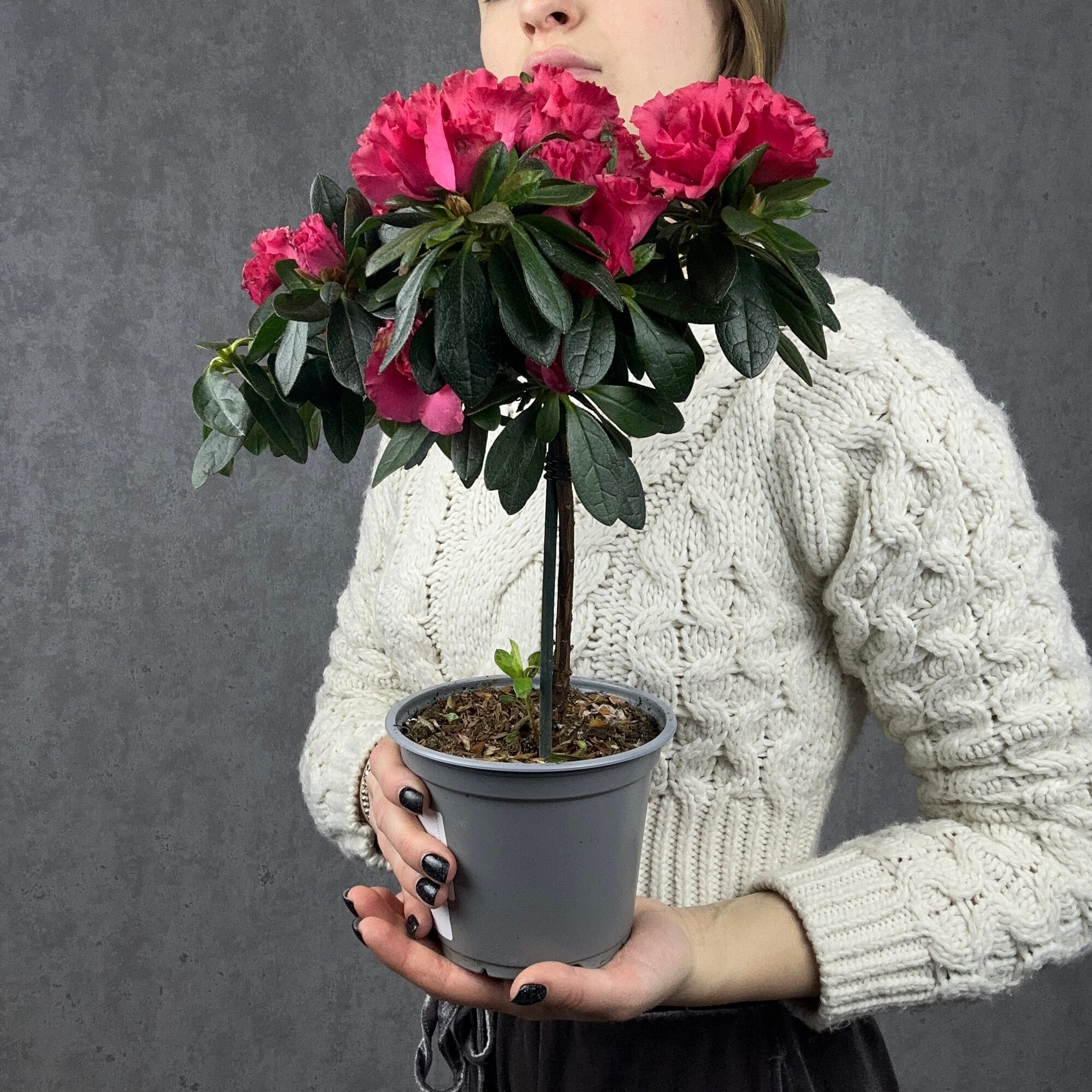 Азалия, комнатное растение живое, цветок в горшке, высота 35 см, дм 12 Sharmonic Fleur