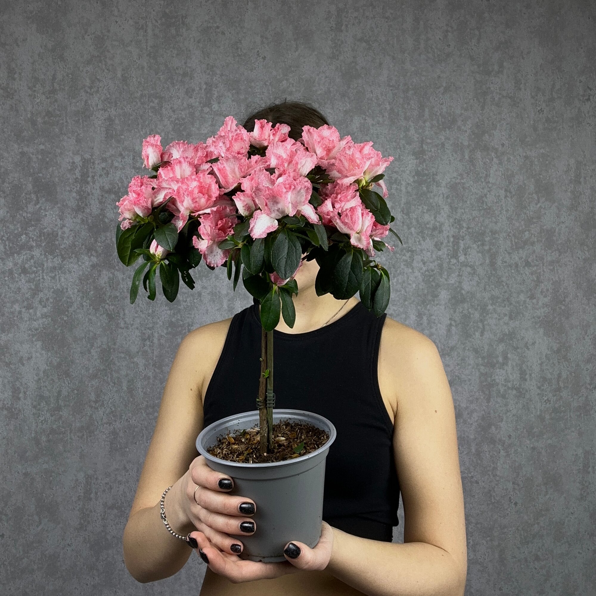 Азалия розовая комнатное растение живое цветок в горшке высота 35 см дм 12 Sharmonic Fleur