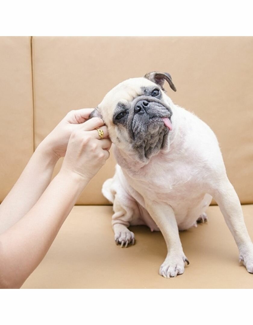 Пудра Bio-Groom Ear Fresh для ухода за ушами собак и кошек, 24гр - фото №10