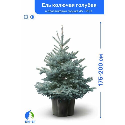 Ель колючая голубая 175-200 см в пластиковом горшке 45-90 л, саженец, хвойное живое растение зеленый, голубой