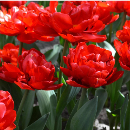 Тюльпан ABBA (5 луковиц)