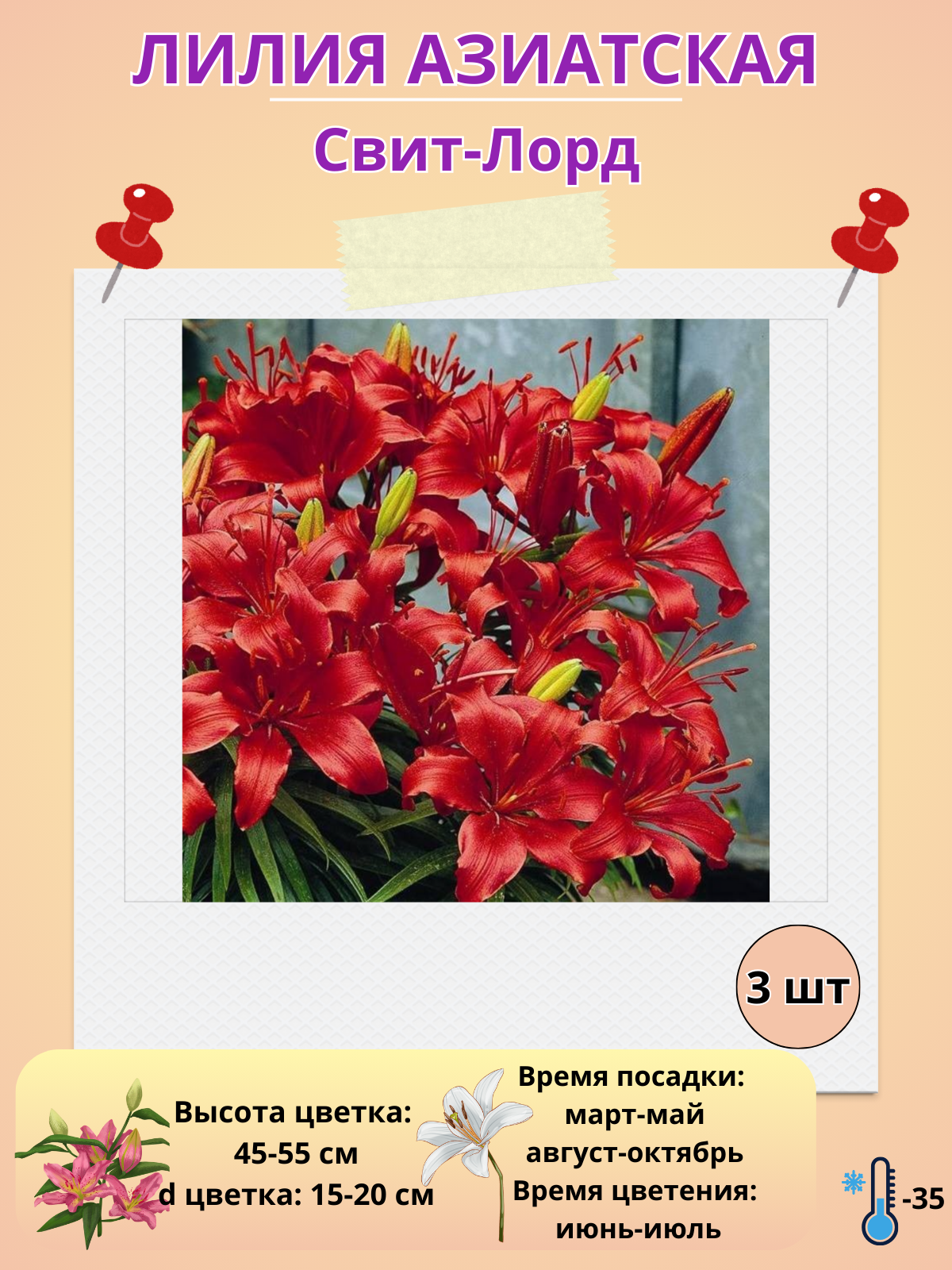 Лилия Азиатская Свит Лорд, многолетние цветы