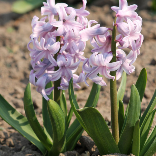 Луковицы Гиацинта TOP HIT ( 2 шт )