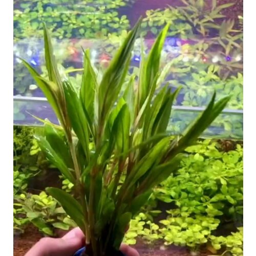 Гигрофила иволистная красная-Hygrophila Angustifolia Rubra