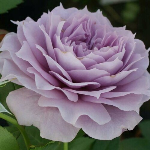 Изображение товара Роза чайно-гибридная Новалис (Novalis) / 1 шт, ароматный сорт