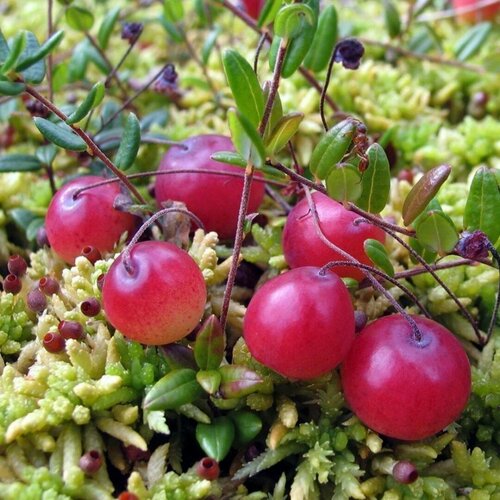 Клюква крупноплодная Пилигрим (1 саженец) ягоды черешни темно красные белоснежка