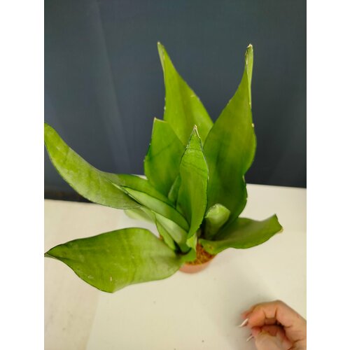 Живое растение Сансевиерия Муншайн