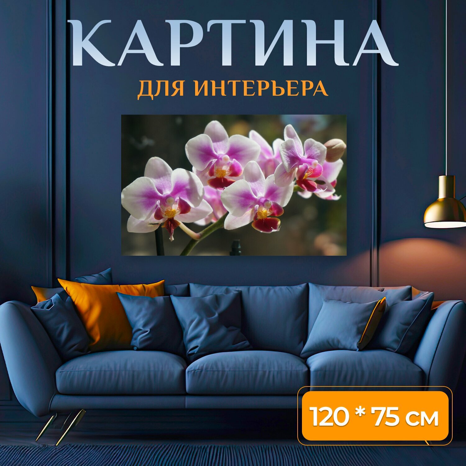 Картина на холсте "Гибридный фаленопсис, фаленопсис, орхидея" на подрамнике 120х75 см. для интерьера