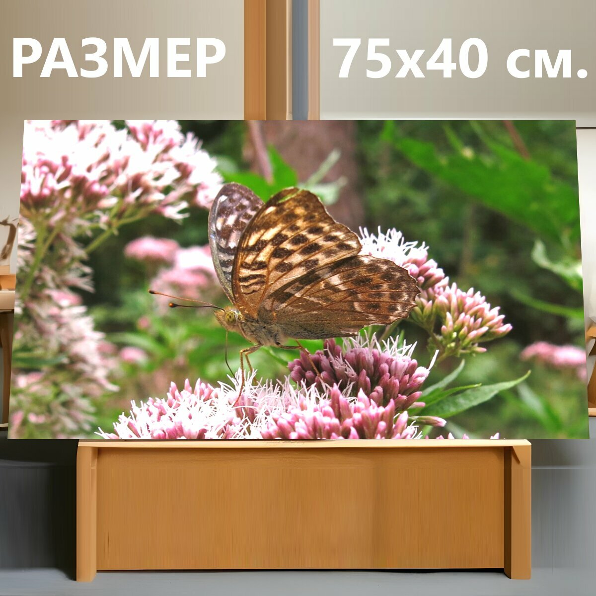 Картина на холсте "Императорское пальто, бабочка, насекомое" на подрамнике 75х40 см. для интерьера