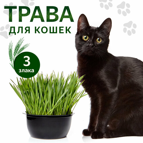 Травка для проращивания для кошек и собак; трава для домашних питомцев травка для кошек в лотке dreossa 120 гр 3 злака