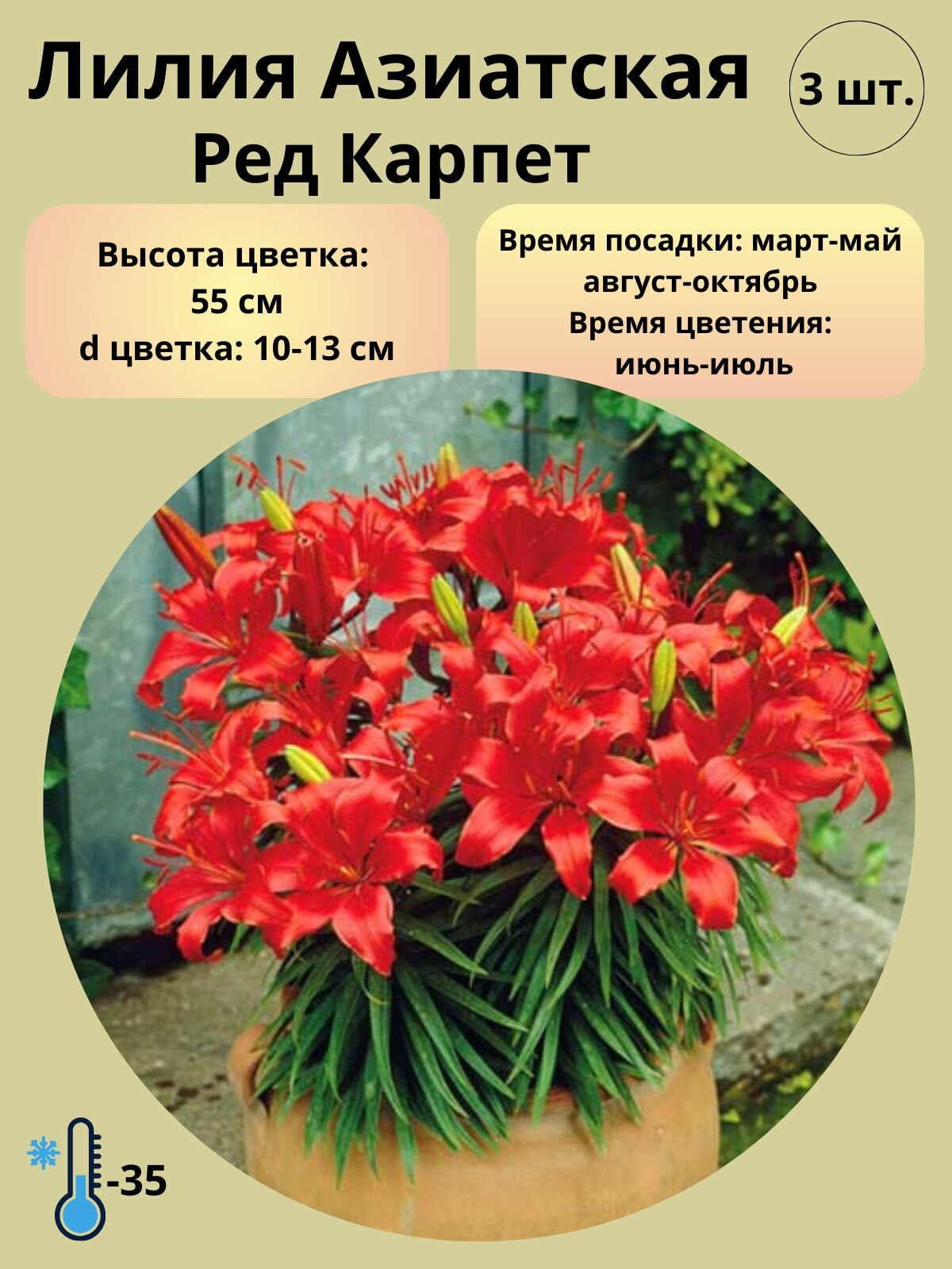 Лилия Азиатская, луковицы 3 шт
