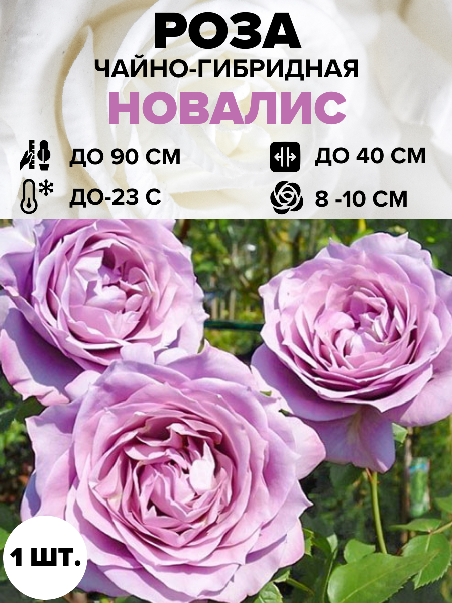 Роза Новалис чайно-гибридная 1 шт.