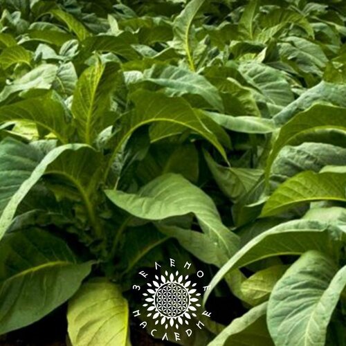 Семена Табак Турецкий (лат. Nicotiana tabacum) 700шт от Green Legacy