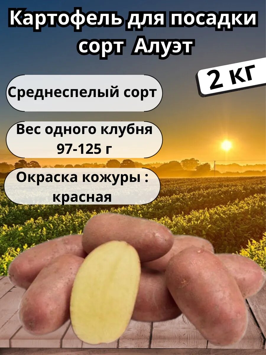 Картофель семенной 