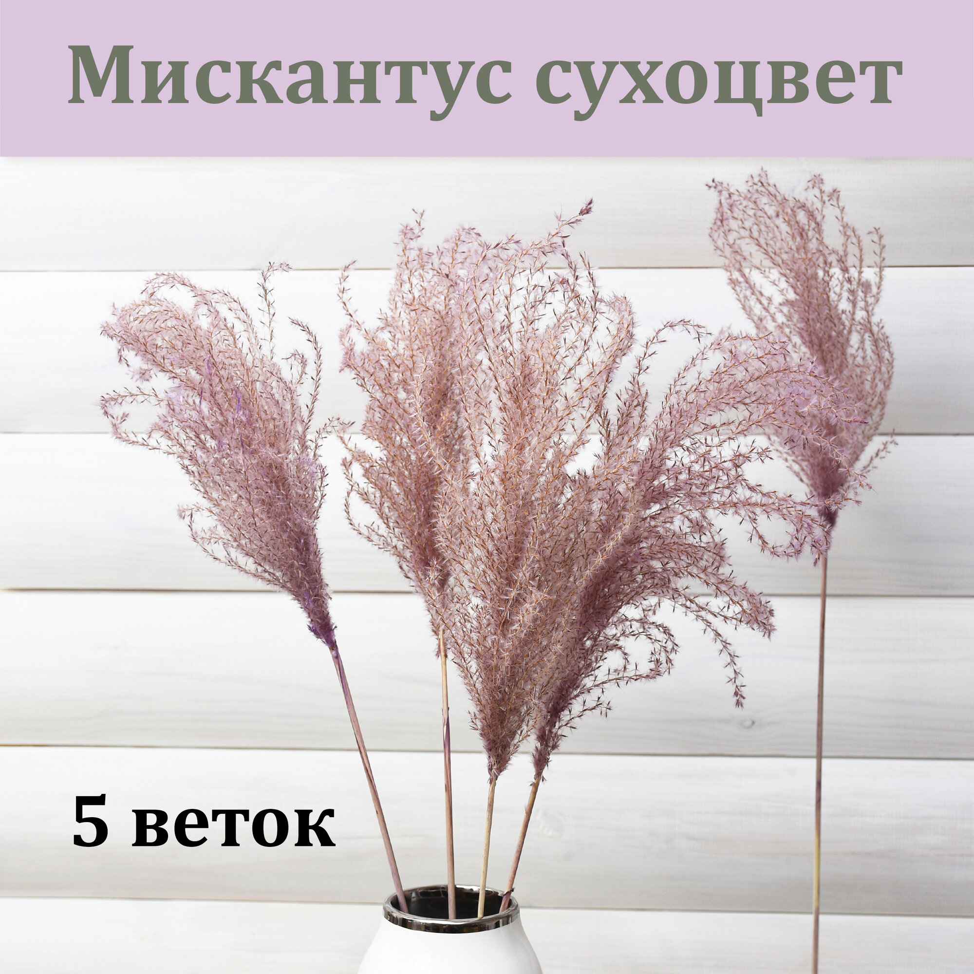 Мискантус Фиолетово-бежевый (5 веток) / Сухоцвет / 50 см. длина