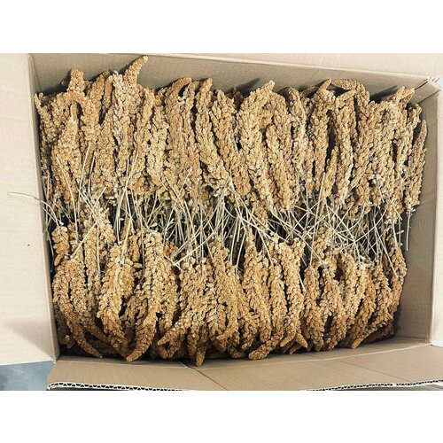 Лакомство Чумиза в колосках для птиц и грызунов 3 кг