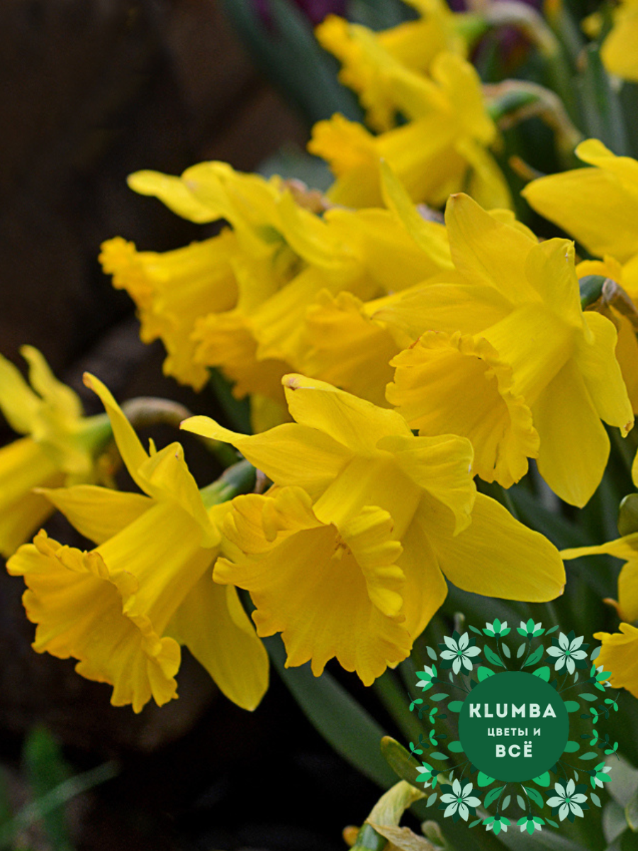 Луковицы цветов Клумба Нарцисс STANDART VALUE ( 5 штук ) желтый
