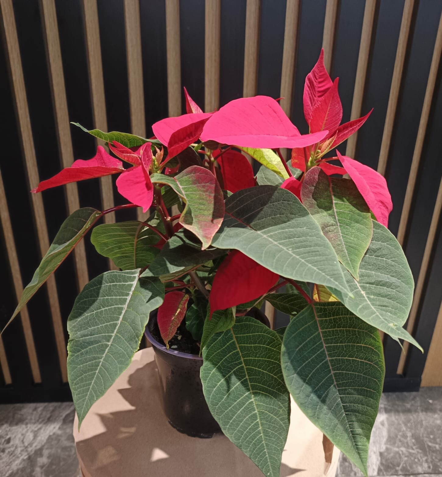 Пуансеттия 