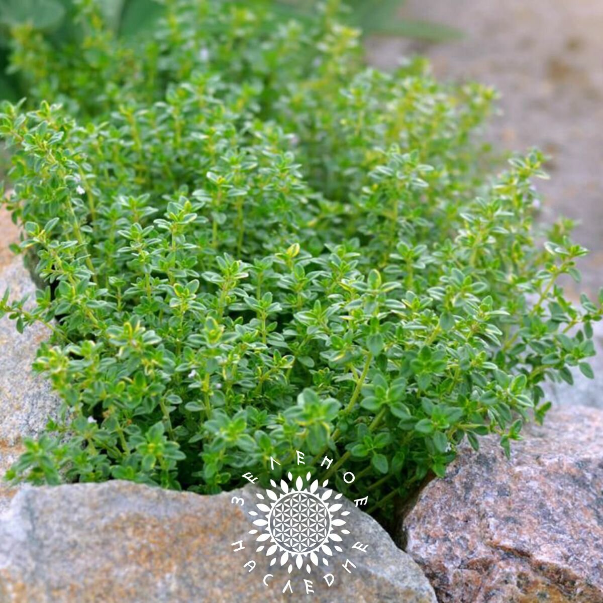 Семена Тимьян лимонный (лат. Thymus citriodorus) 25 шт от Green Legacy — фото 1