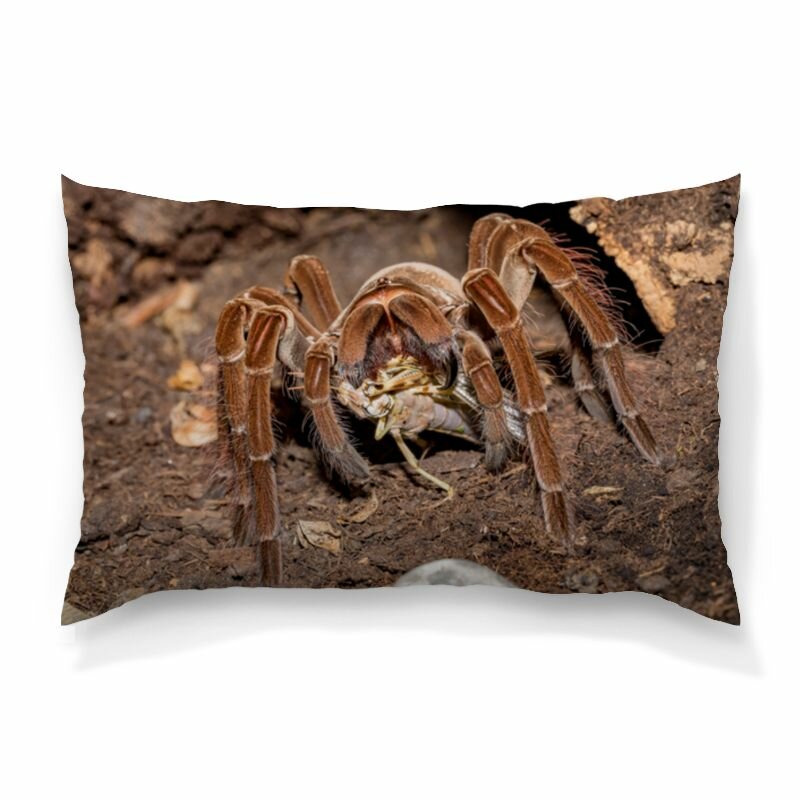 Подушка Тарантул #3240919