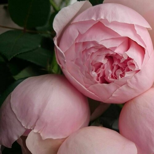 Изображение товара Роза флорибунда Пиони Пинк (Peony Pink) / 1 шт, пионовидный сорт