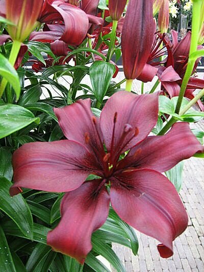 Лилия азиатская Дименшн 3 шт