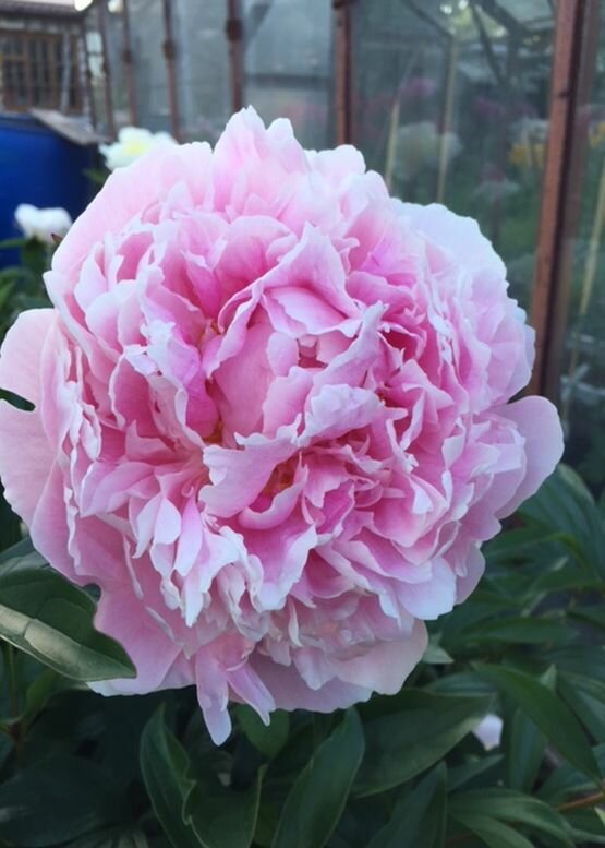 Пион SARAH BERNHARDT 1шт