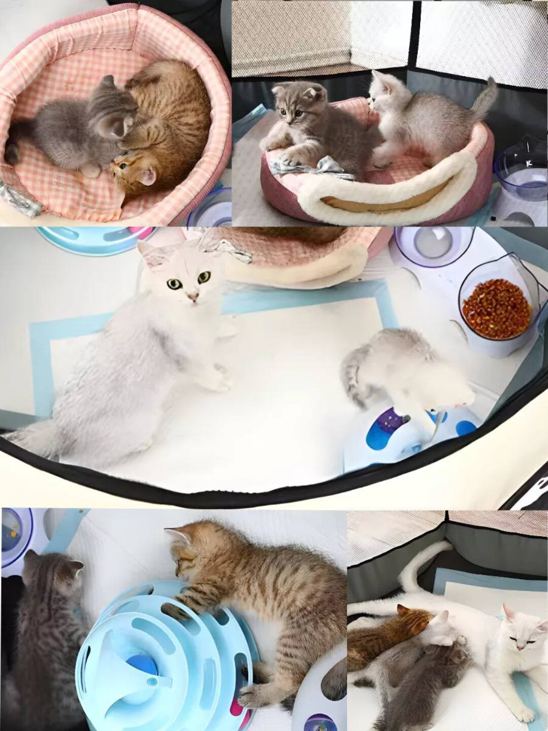 Вольеры и манежи для питомцев: породы собак, кошек, для квартиры и улицы (клетки), складные палатки S (73*73*43см) — фото 1