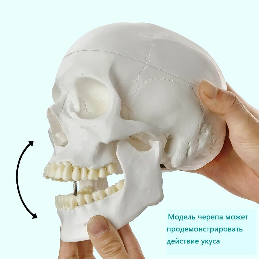 Анатомическая модель