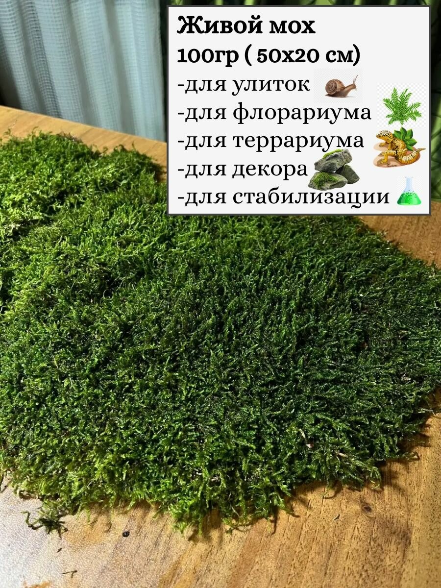 Мох для улиток / Живой мох для флорариума, террариума
