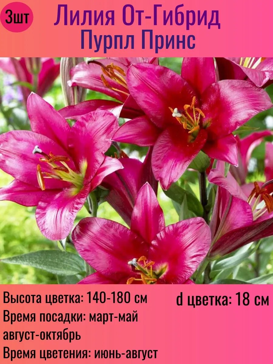 Лилии луковицы От-гибрид многолетние 3 штуки