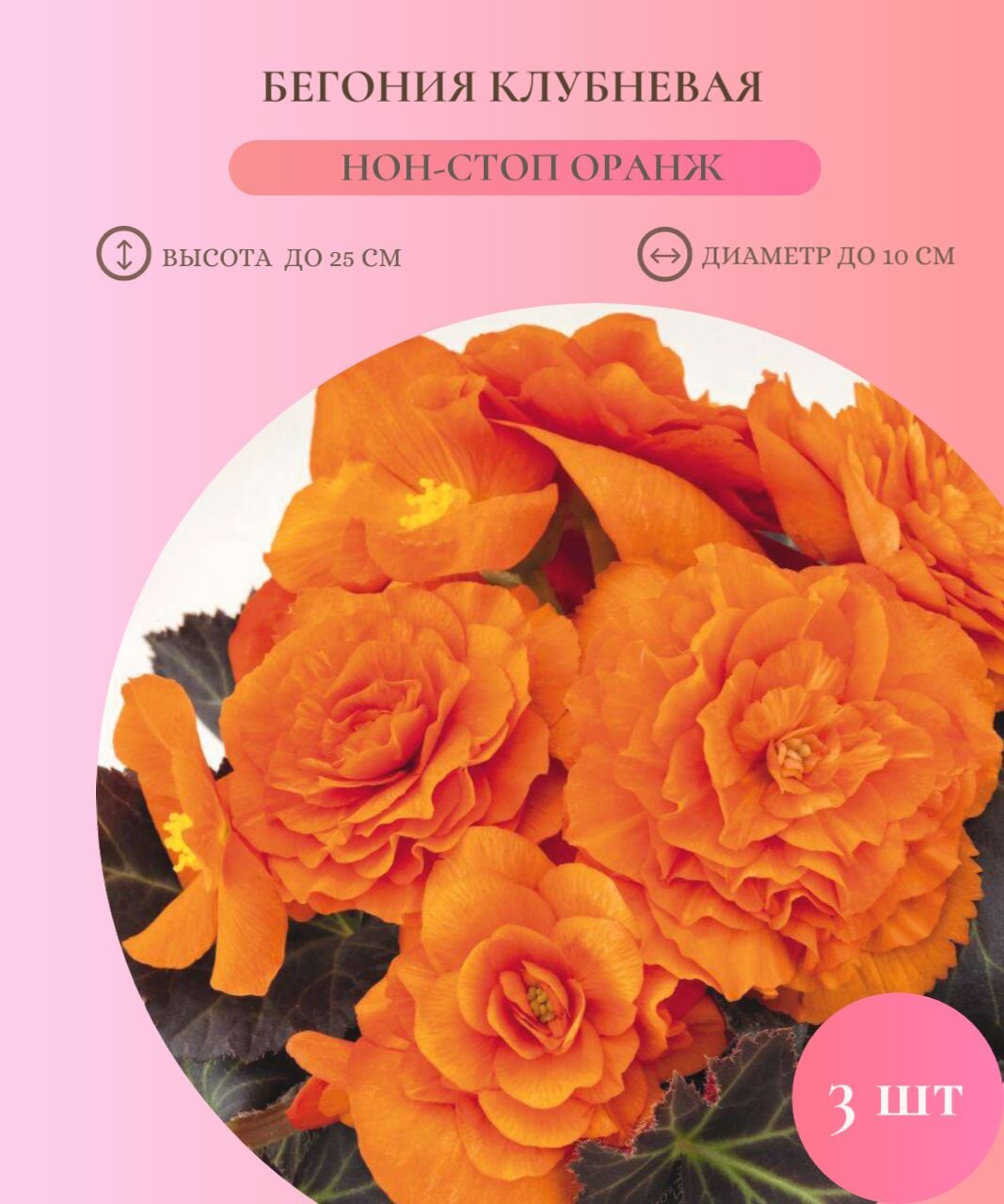 Бегония Нон Стоп Оранжевая 5/6 3 шт Садовита