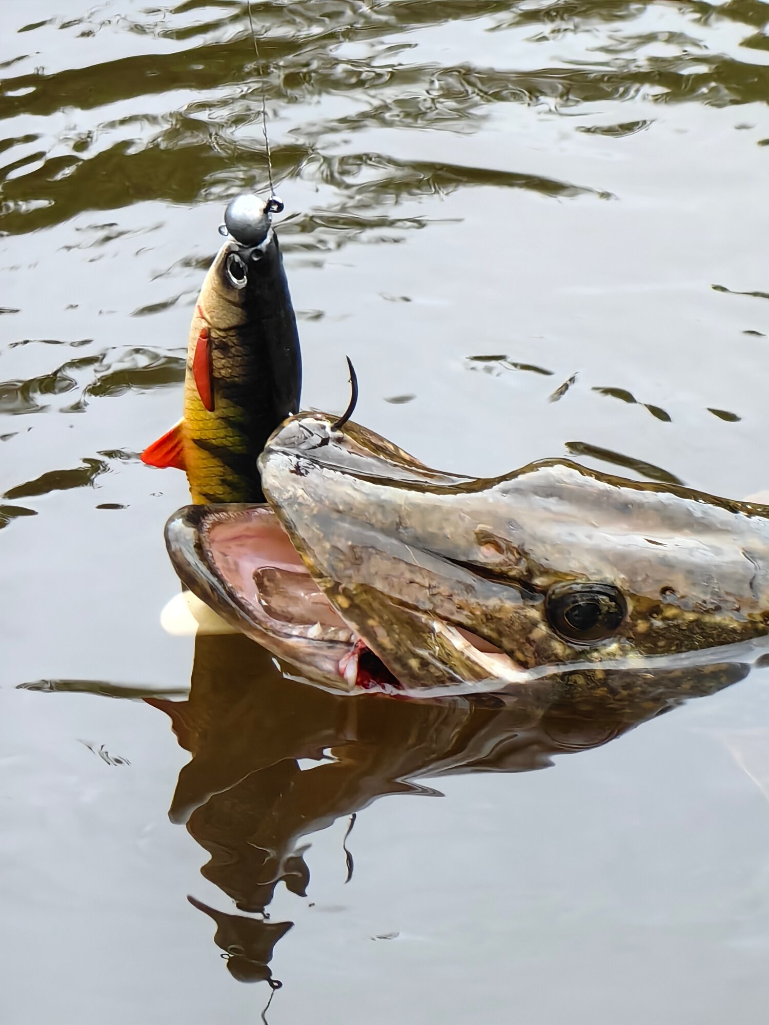 Мягкие приманки виброхвост на щуку Skill Catch Volga Roach — фото 1