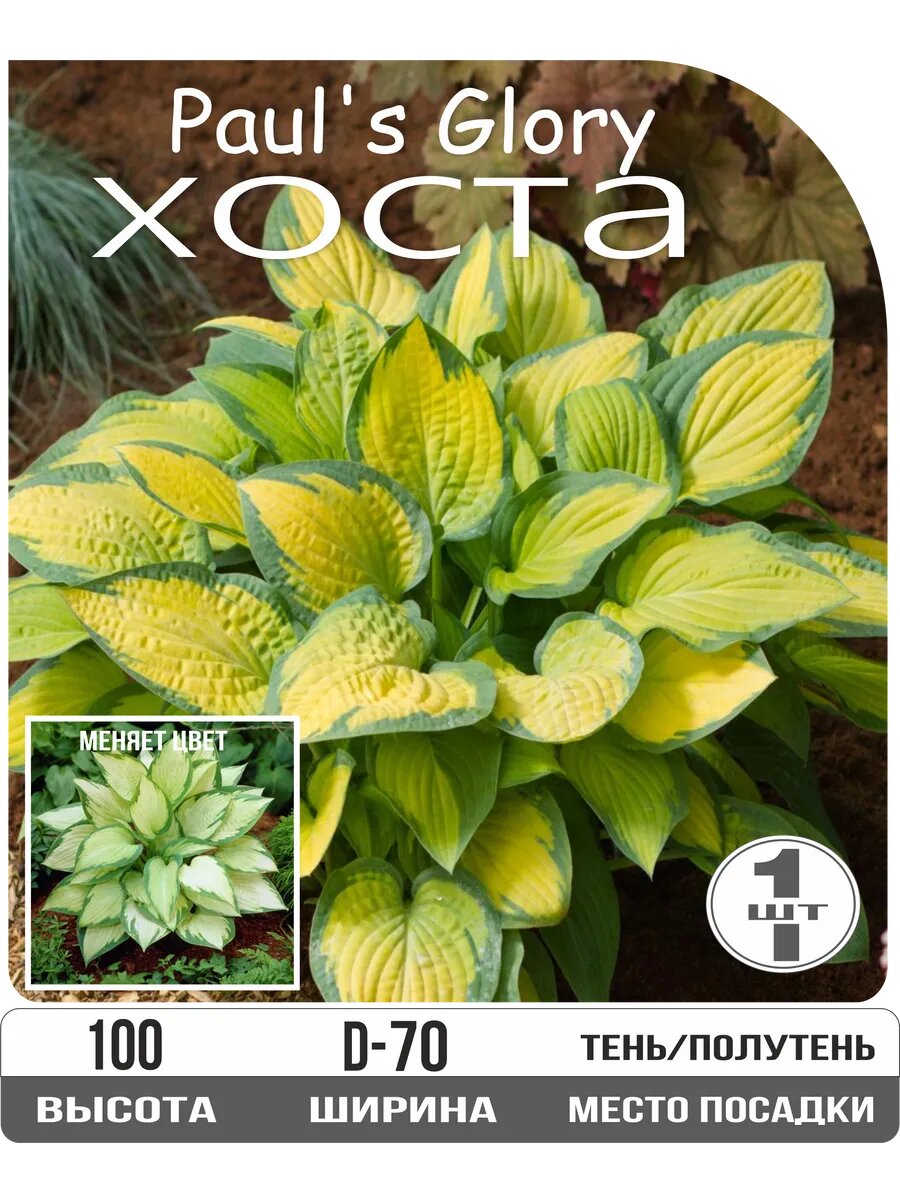 Хоста 