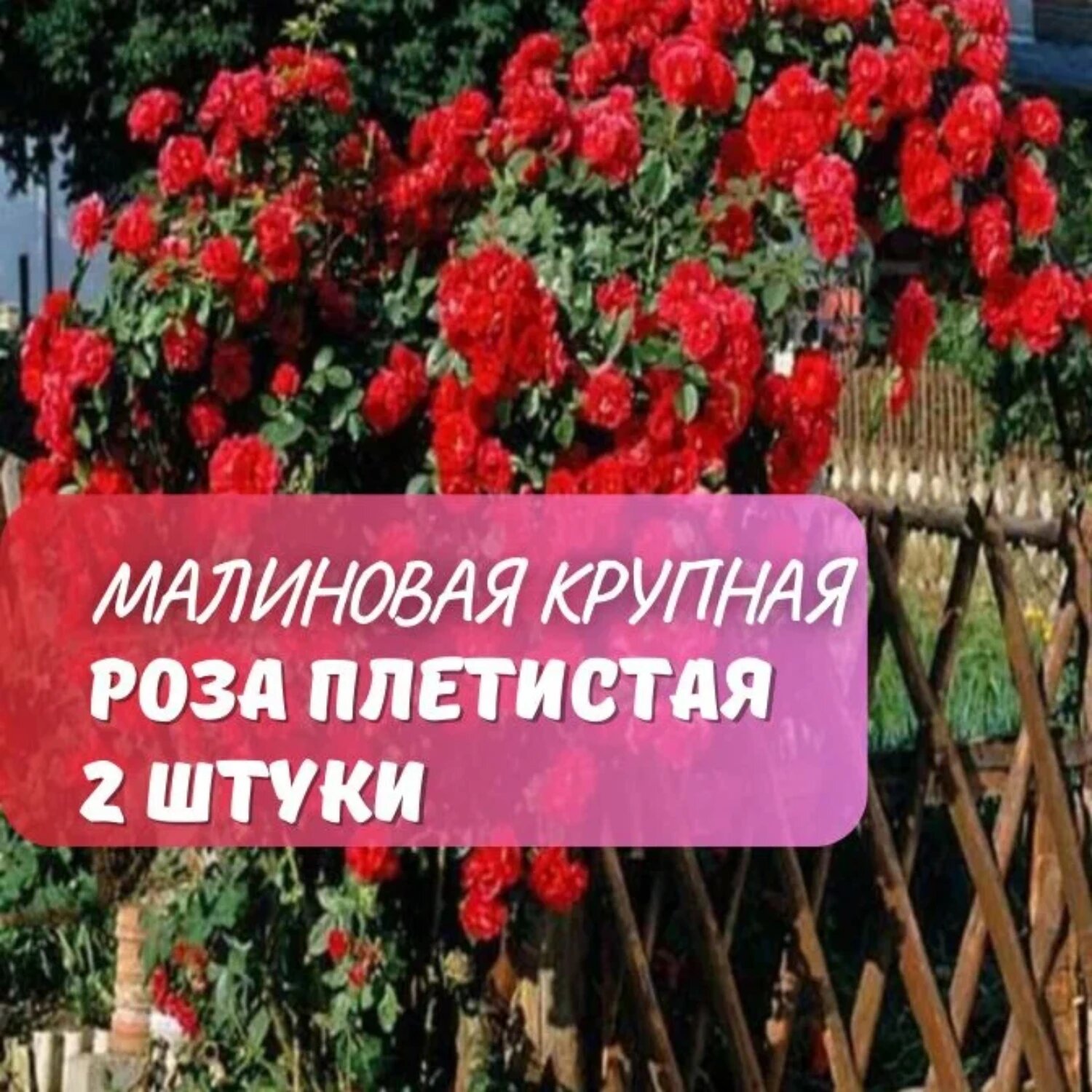 Роза плетистая Малиновая крупная  2 саж  многолетняя  малиновая