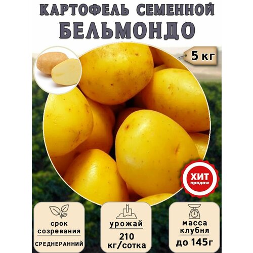 Клубни картофеля на посадку Бельмондо (суперэлита) 5 кг Среднеранний