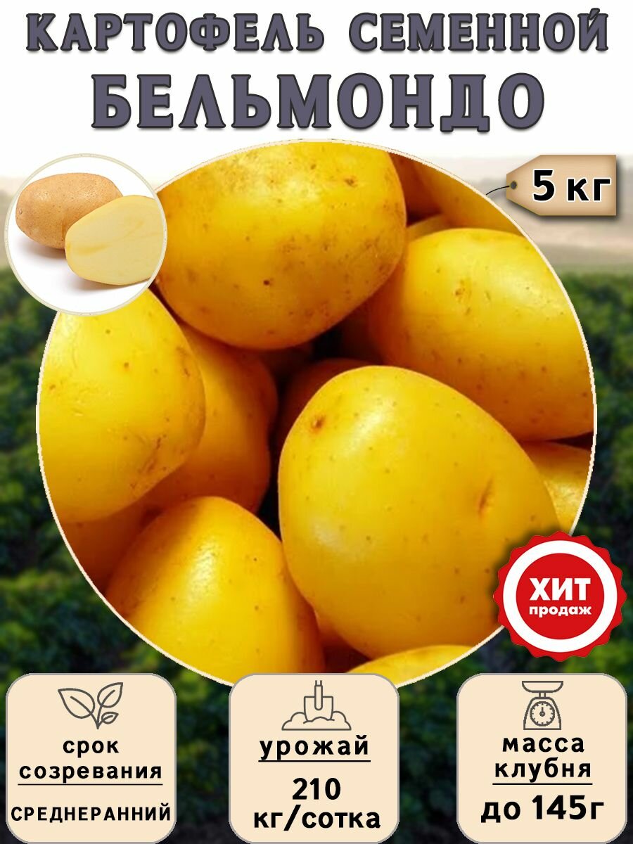 Клубни картофеля на посадку "Бельмондо" (суперэлита) 5 кг Среднеранний