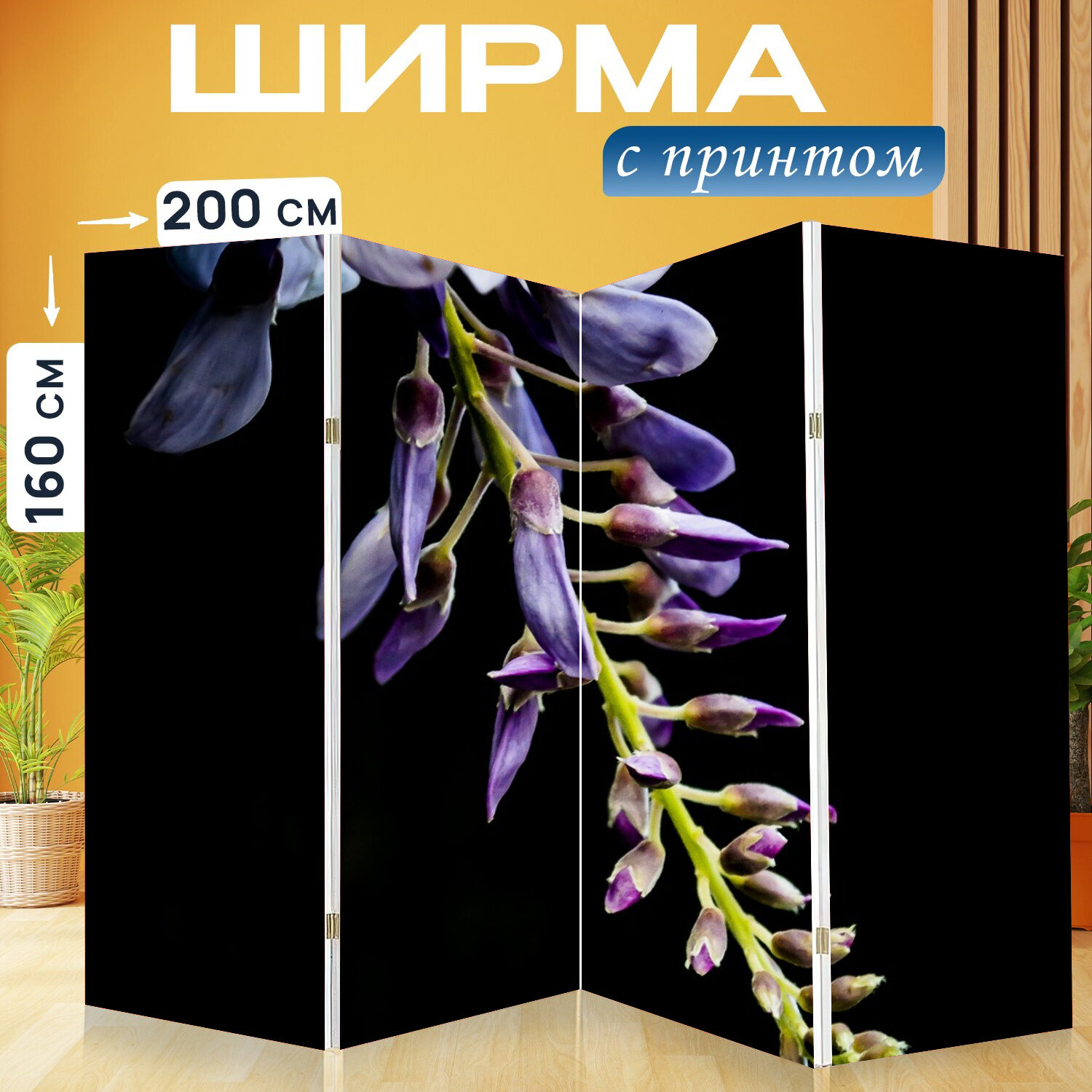 Ширма перегородка с принтом "Глициния, природа, цветы" на холсте - 200x160 см. для зонирования, раскладная